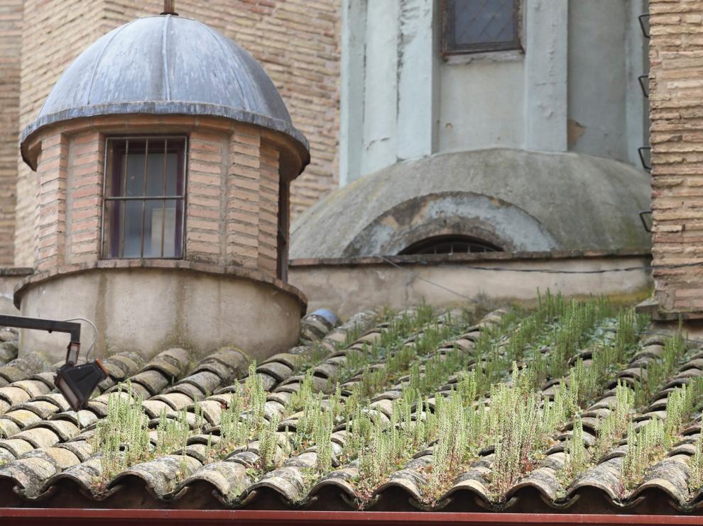 Vegetación en el tejado