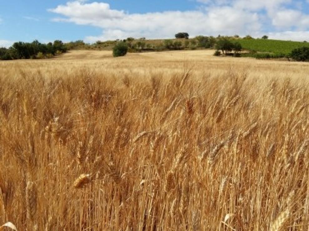 La insuficiencia de la renta agraria subyace del estudio de la PAC en Aragón