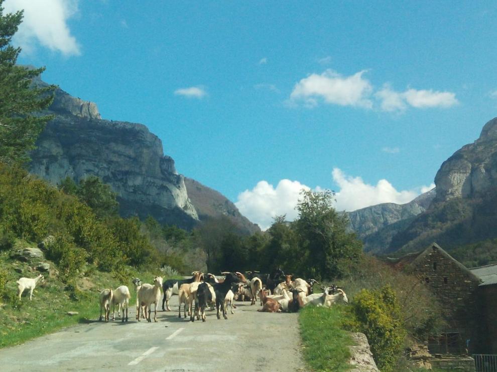 El Gobierno de Aragón confirma dos nuevos ataques de oso en la provincia de Huesca