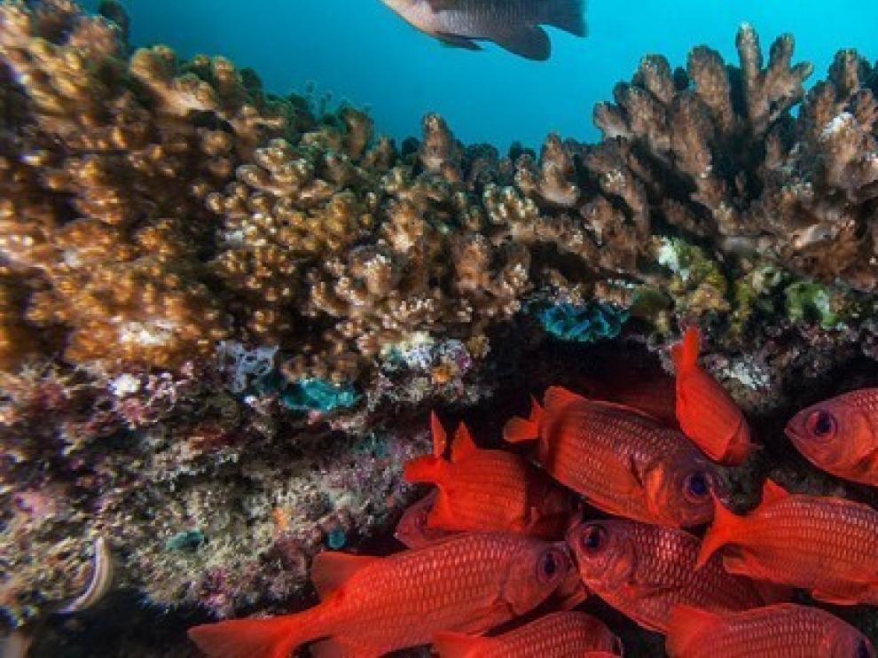 Cambio climático, sobrepesca y vertidos, desafíos de los mares