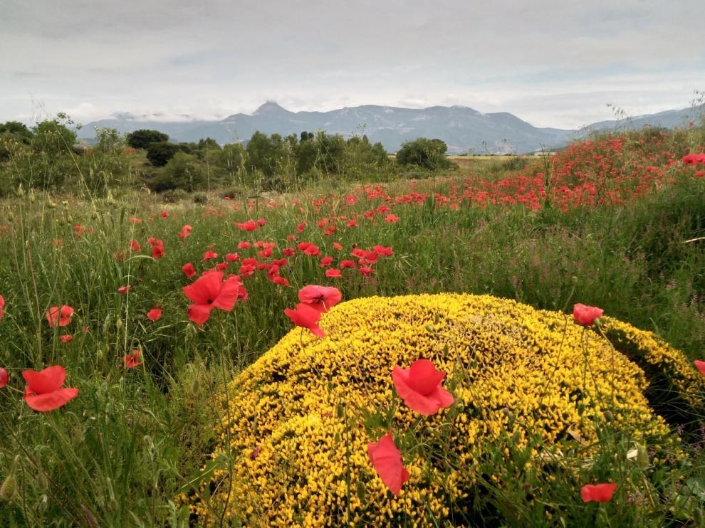 Amapolas que saludan al Gratal