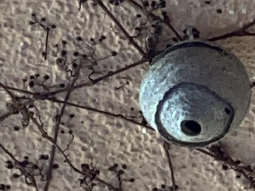 Detectado un nido de avispa asiática en Jaca