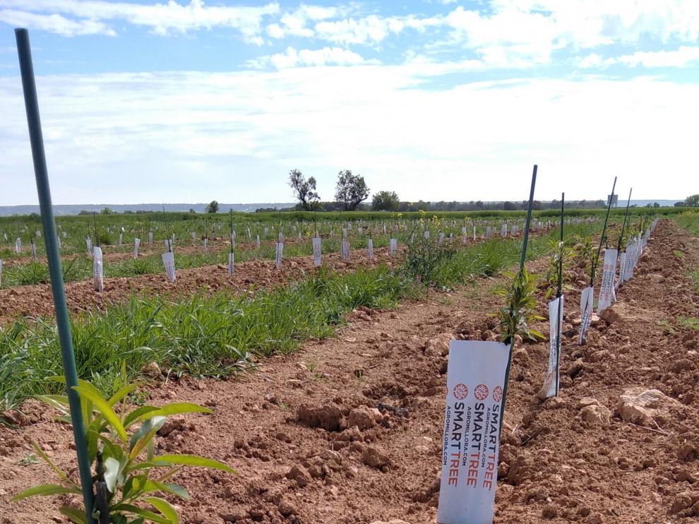 El almendro superintensivo en secano, una revolución agraria