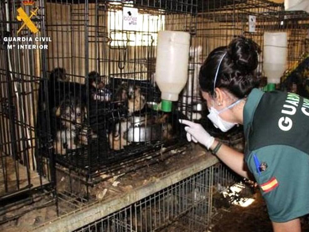 Dos investigados por maltrato de 544 perros en Maella