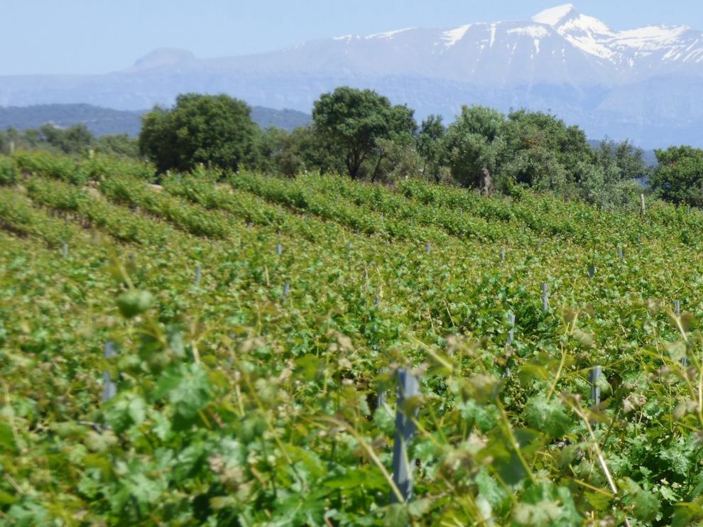 Los viñedos del Somontano, en pleno apogeo de desarrollo