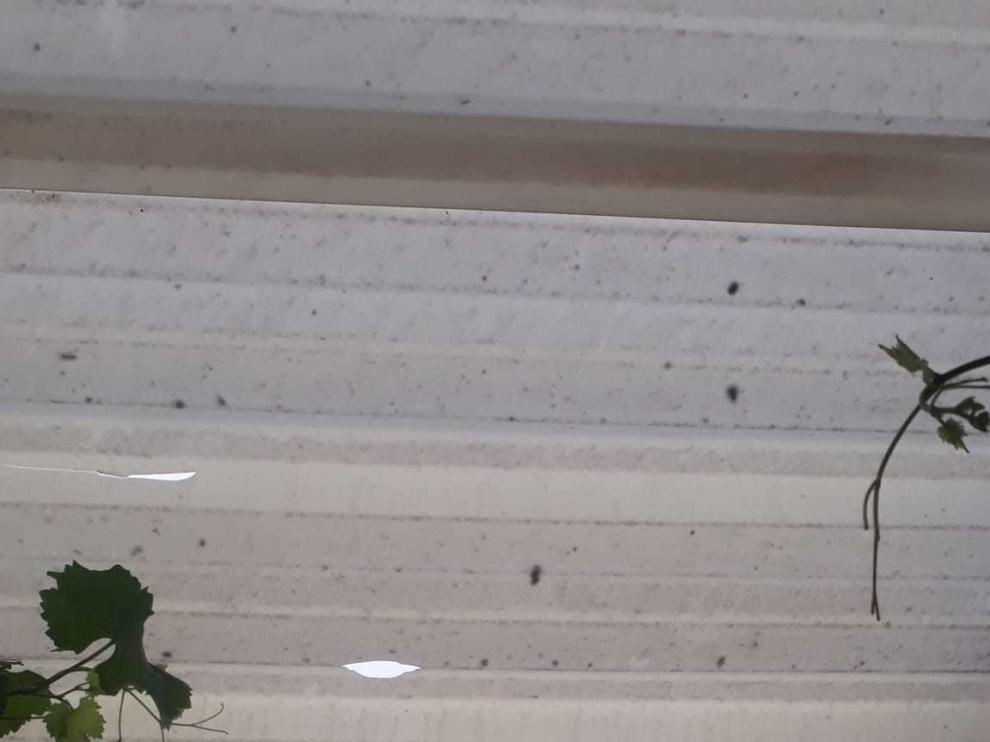 El granizo del miércoles daña frutales en Osso de Cinca