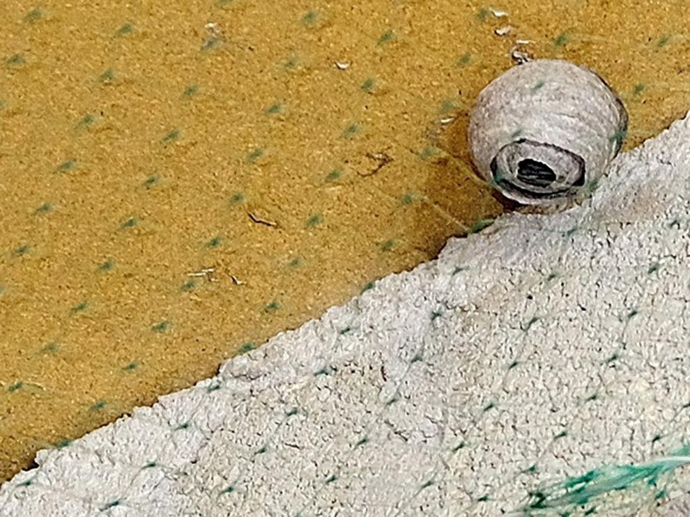 Detectan un posible nido de avispa asiática en La Almunia del Romeral