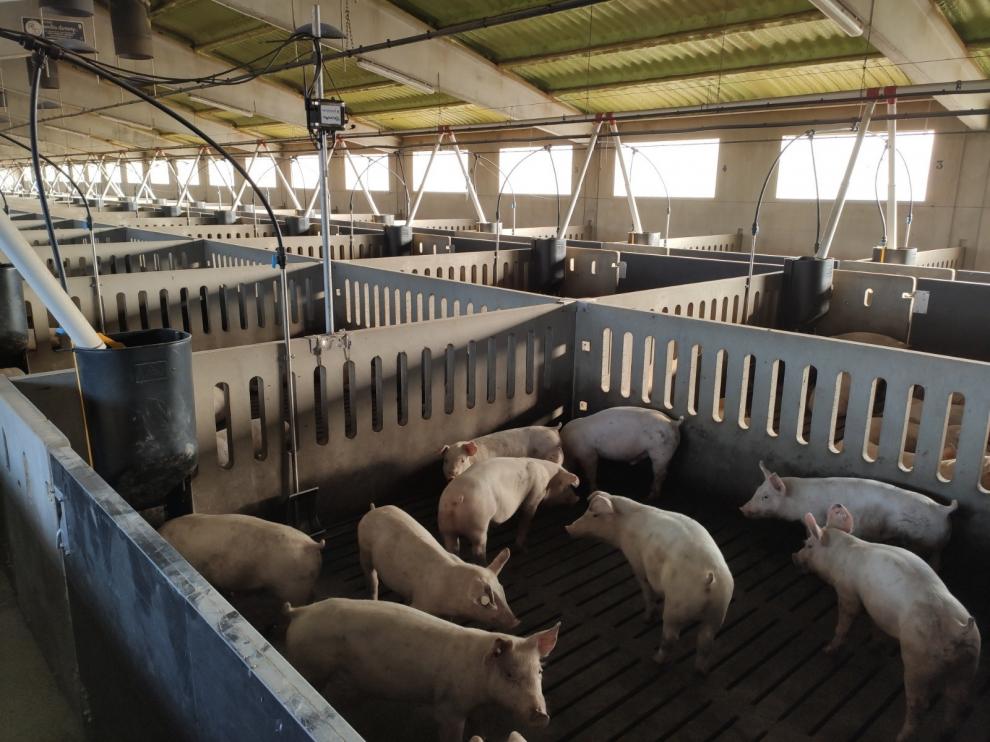 Granjas inteligentes en una apuesta por el sector agroalimentario y el territorio