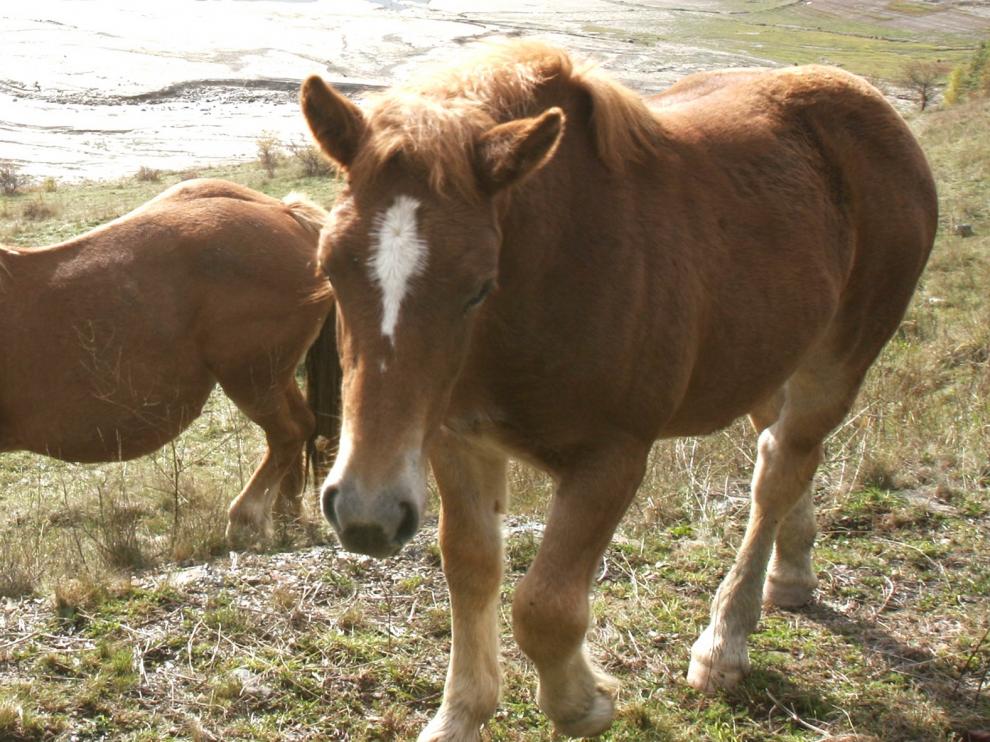 Plan busca al dueño de 15 caballos que se encuentran en el monte