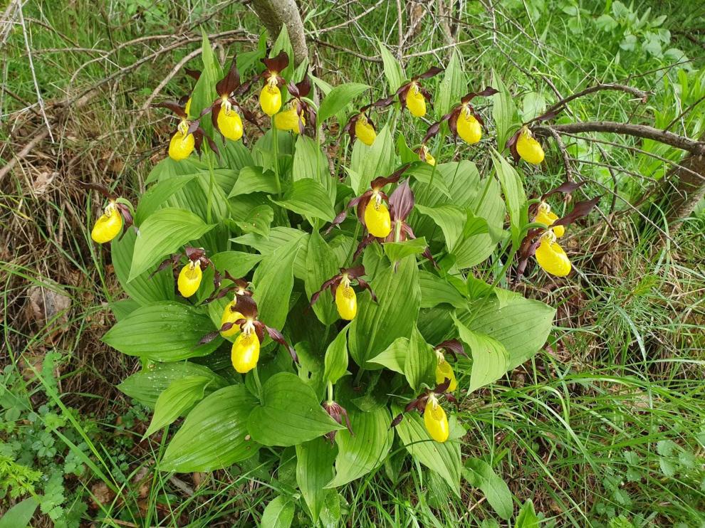 La comarca del Alto Gállego, reino indiscutible de las orquídeas