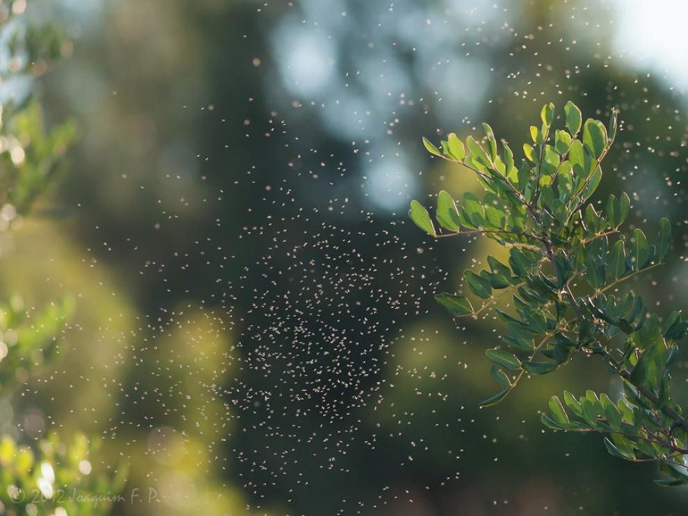 Más plagas de ratas, mosquitos y garrapatas