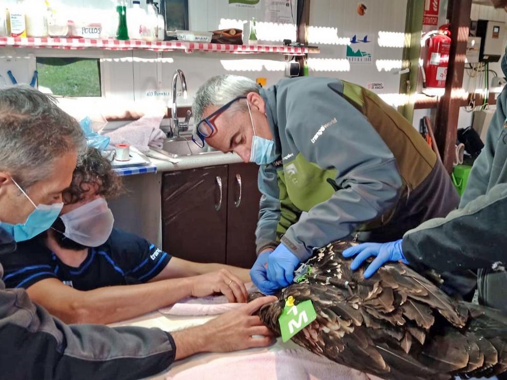 Dos nuevos pollos de quebrantahuesos viajan dese Ordesa a los Picos de Europa