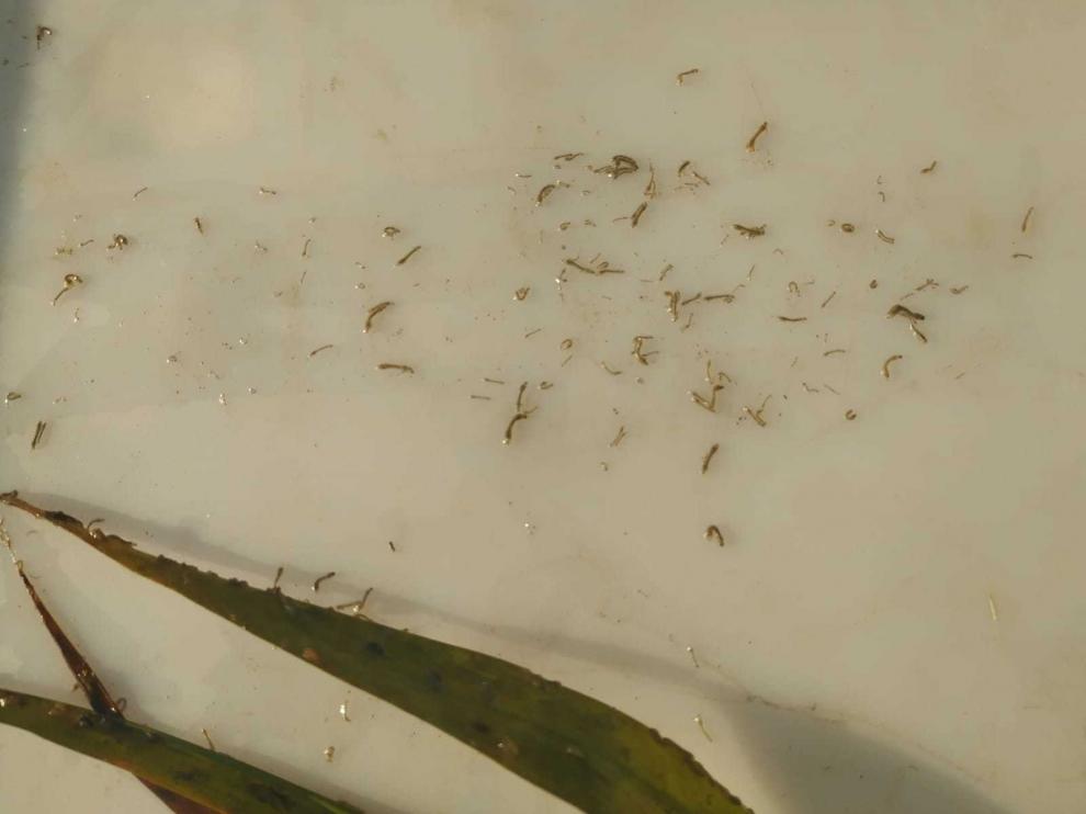 El primer tratamiento contra la mosca negra muestra gran eficacia