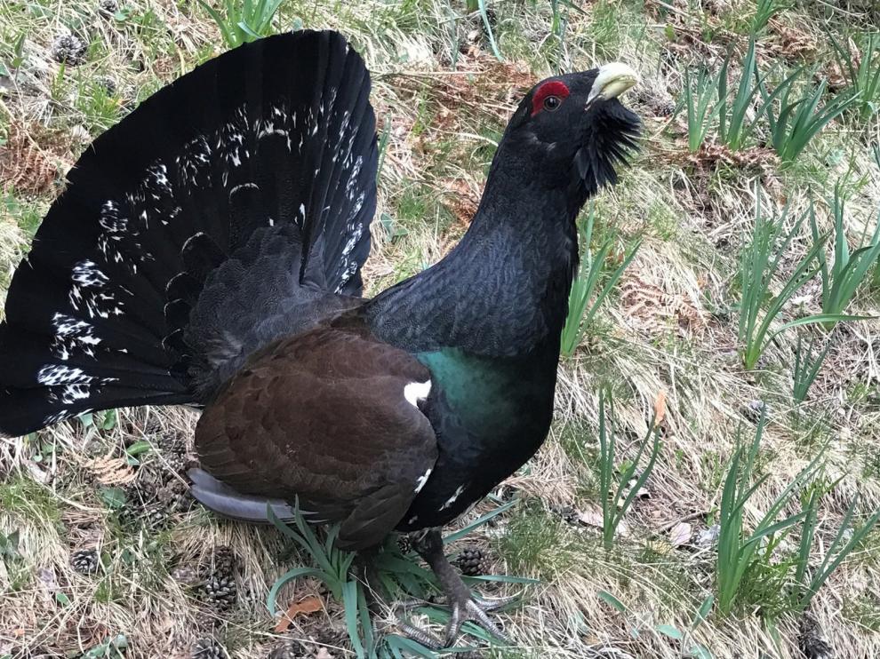 Piden catalogar al urogallo como especie en peligro de extinción