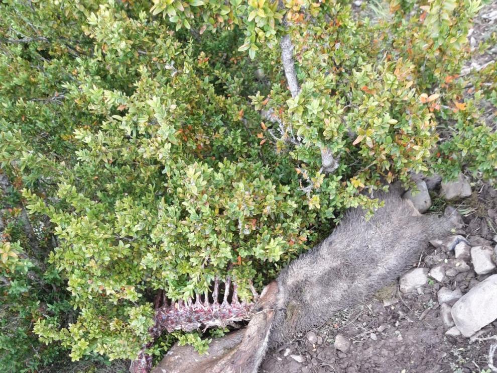 La osa Sarousse mata de nuevo a una oveja en el monte Cervín