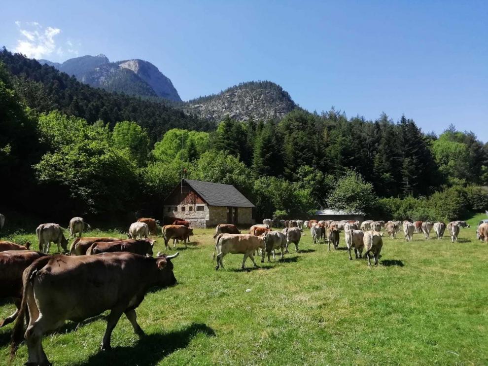 Benasque anula el pago del aprovechamiento de pastos