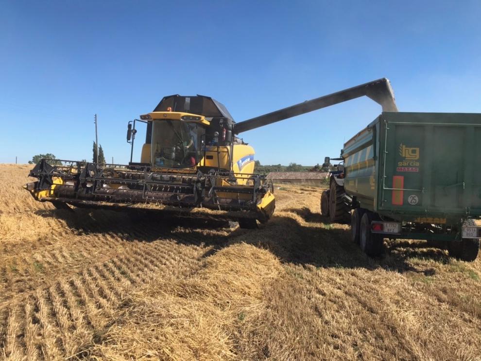 Auguran una buena cosecha de cereal de invierno en la provincia de Huesca