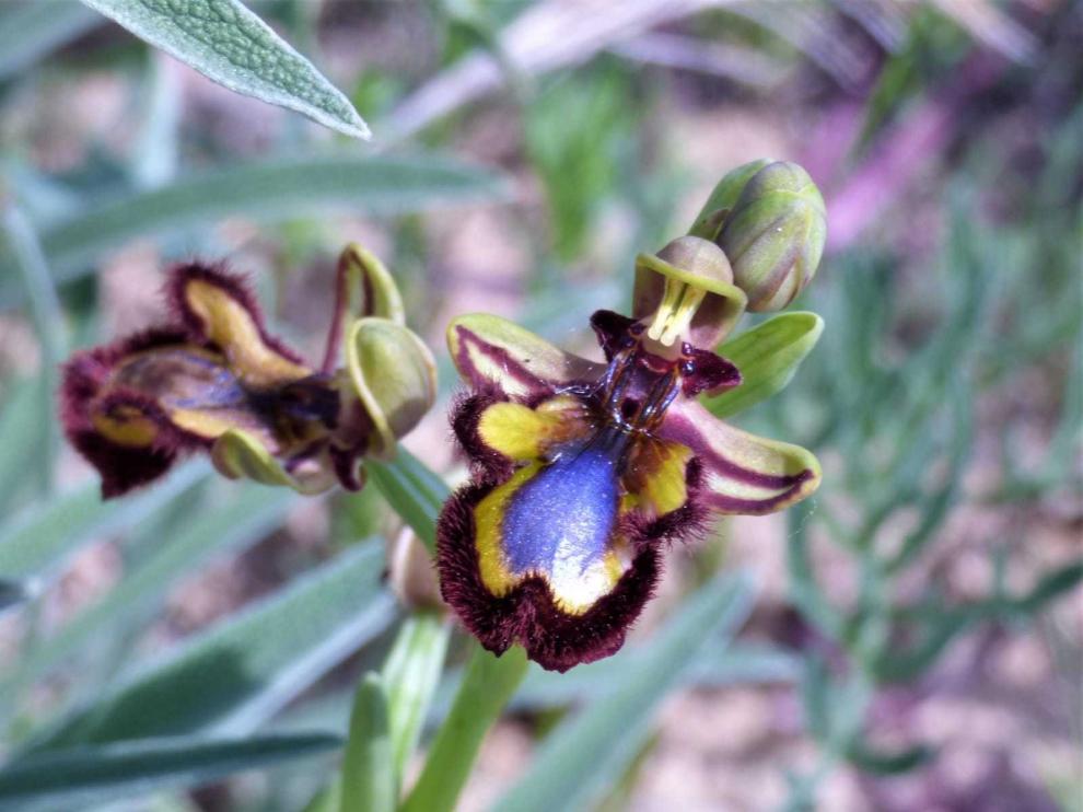 La orquídea de abeja