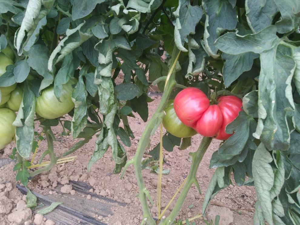 El Tomate Rosa de Barbastro, ante las primeras ventas de campaña