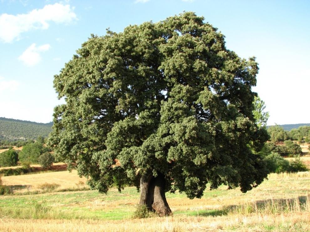 Los municipios aragoneses plantarán carrascas en homenaje a las víctimas del coronavirus