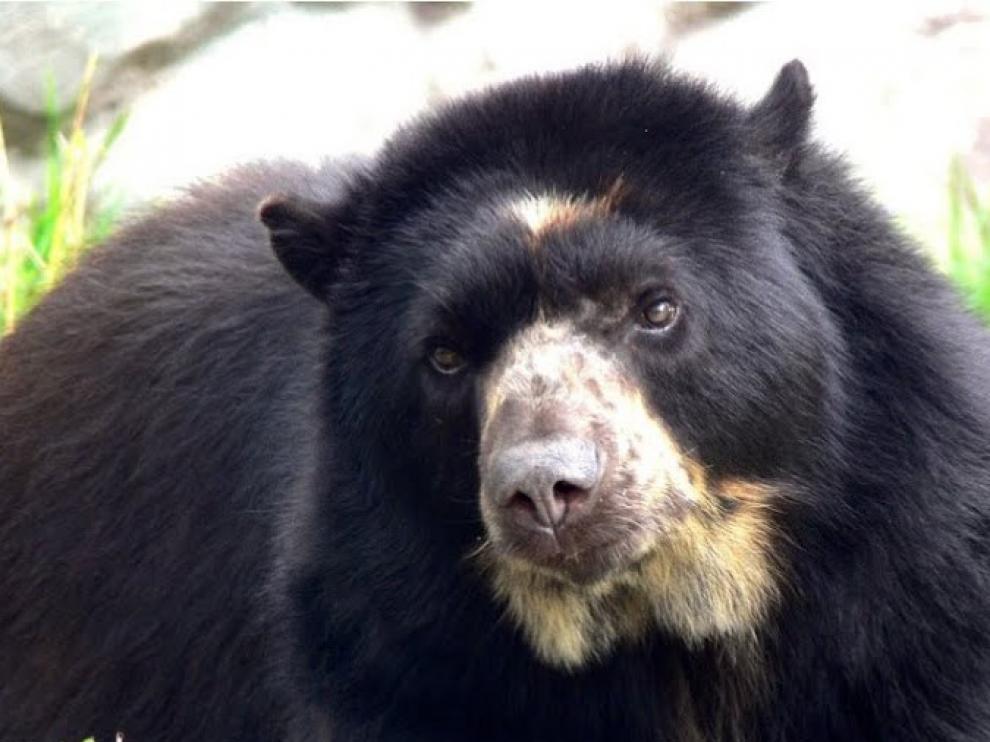 Un santuario para osos de anteojos explotados