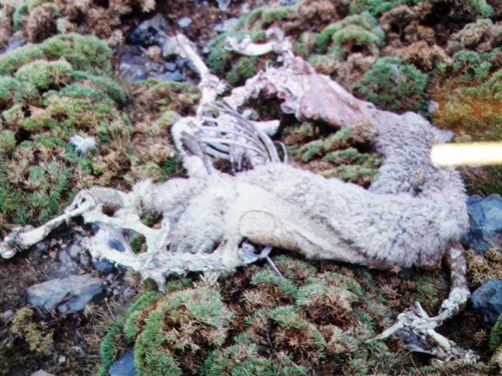 Sarousse se cobra la tercera oveja del mismo ganadero de Campo en tres semanas