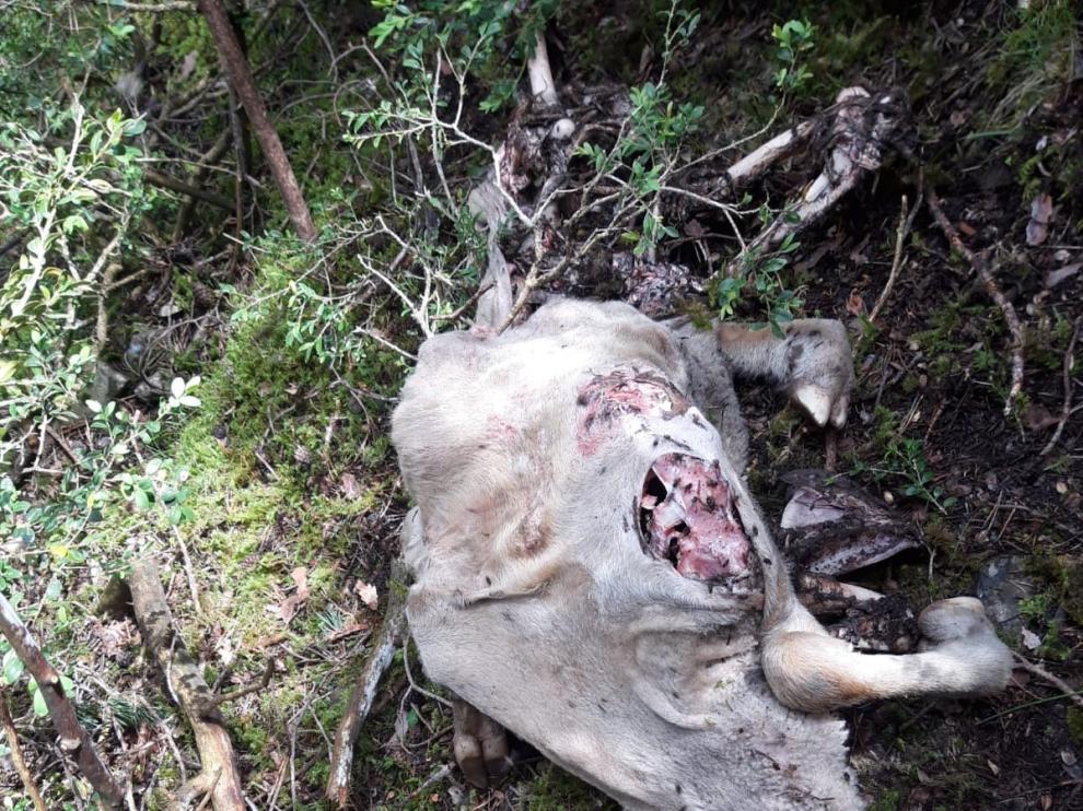 Sendos ataques de osos a reses en Jacetania y Ribagorza