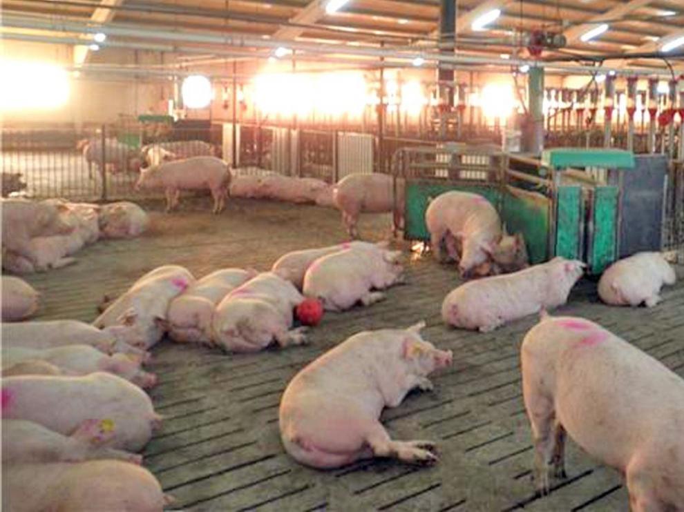 Aragón contará con un ciclo de FP Dual especializado en porcino el próximo curso