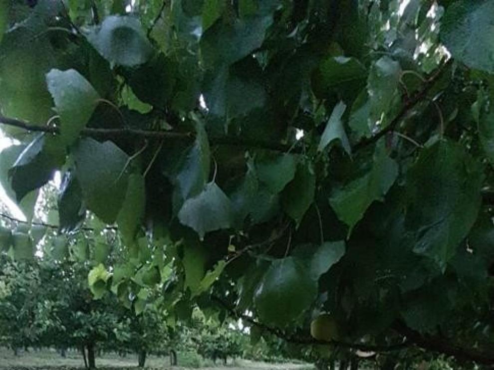 El pedrisco agrava los daños en la zona oriental
