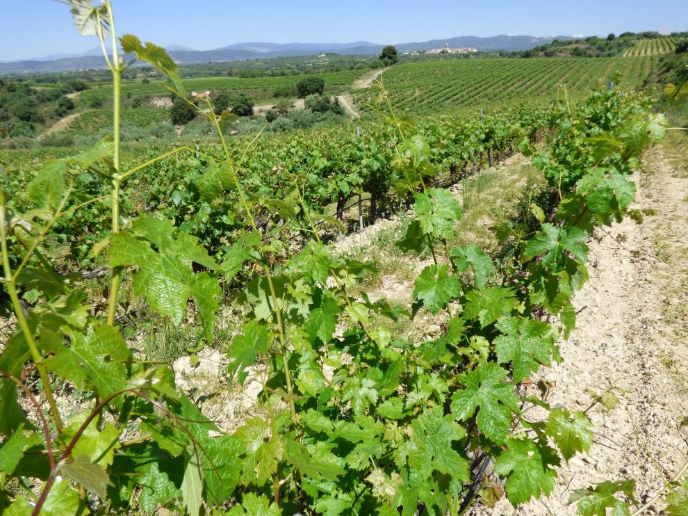 El granizo genera pocas incidencias en viñedos de la D.O. Somontano