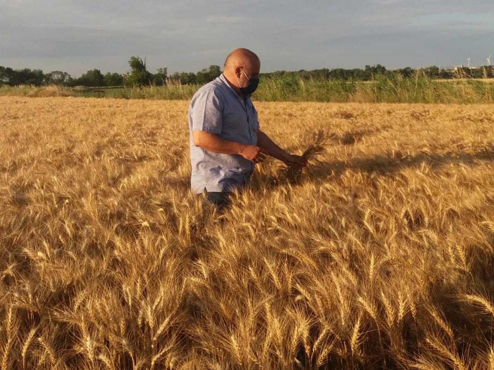 Cereales y frutales, los cultivos más afectados por las tormentas