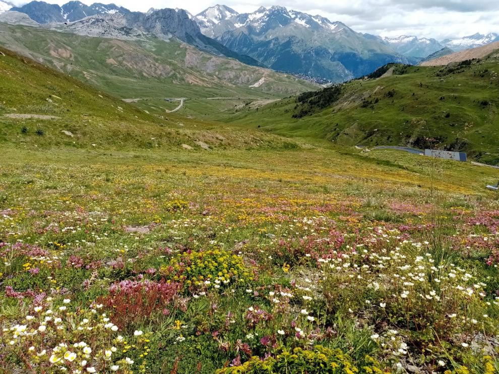Flores y más flores