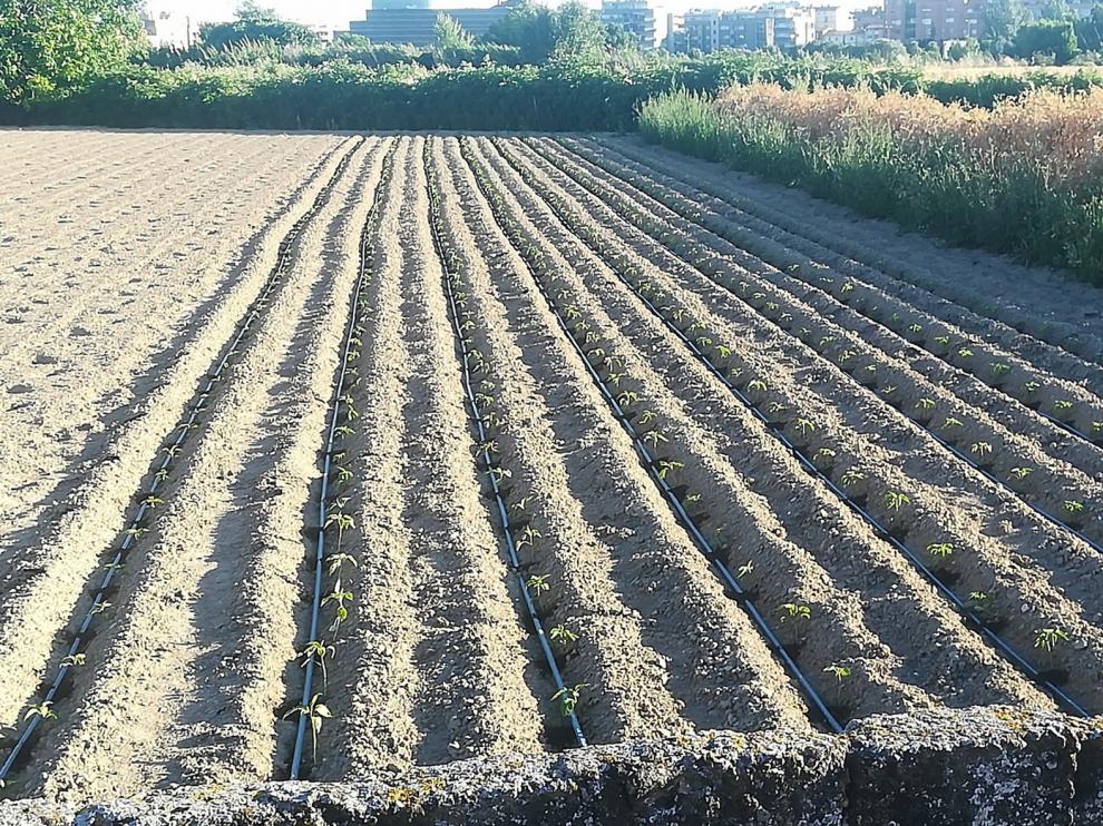 Huerta Barbereta plantará más albahaca que ningún año para San Lorenzo