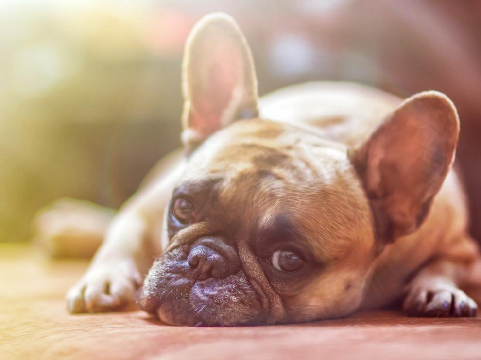Aumentan un 25 por ciento los abandonos de mascotas
