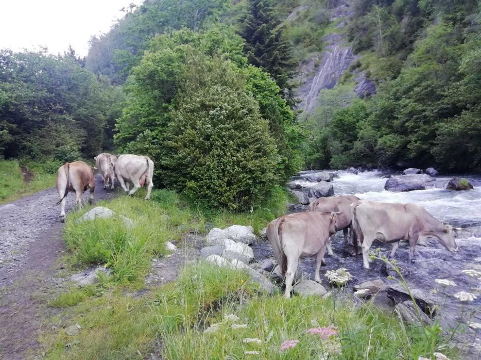 Más de mil cabezas de vacuno llegan a Estós en busca de pasto