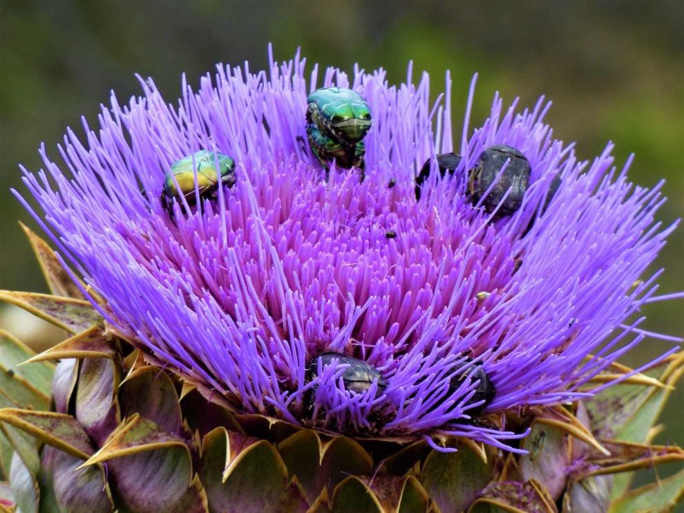 Las relaciones de la naturaleza