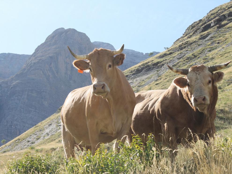 Asociación Aragonesa de Ganaderos de Bovino de Raza Pirenaica: "El consumo de estas razas ayuda al mantenimiento del medio rural"
