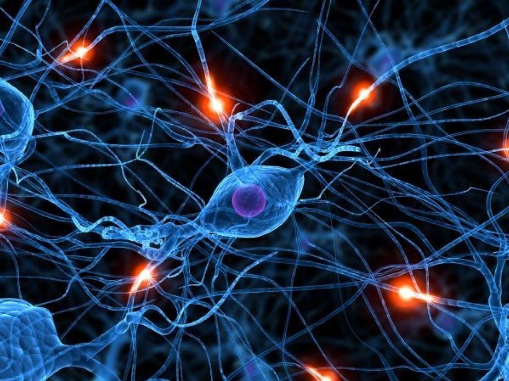 Un té amazónico fomenta la formación de nuevas neuronas