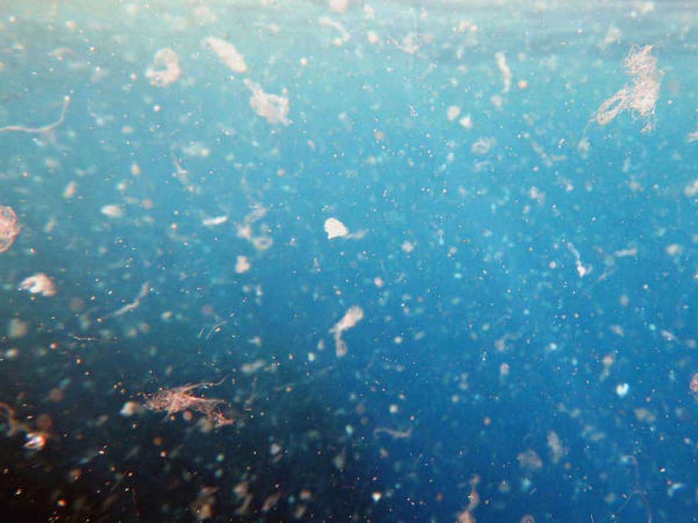 El 60 % de las anchoas del Mediterráneo tienen microplásticos