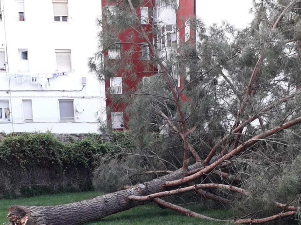 Se viene abajo un árbol en una zona verde junto al Centro Benito Moliner de Huesca
