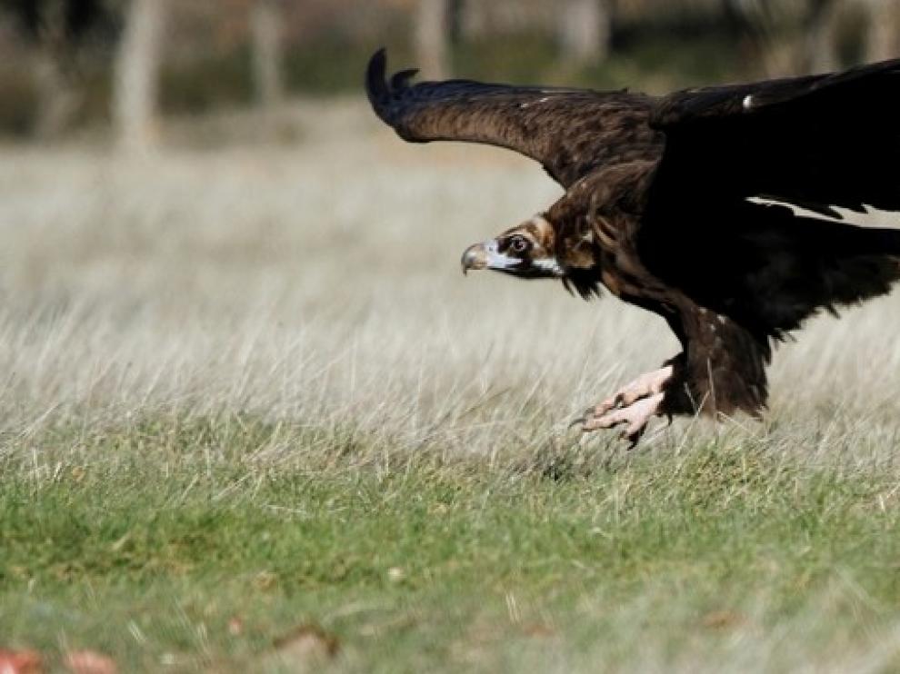 Buitres negros de Extremadura consolidarán la especie en Bulgaria