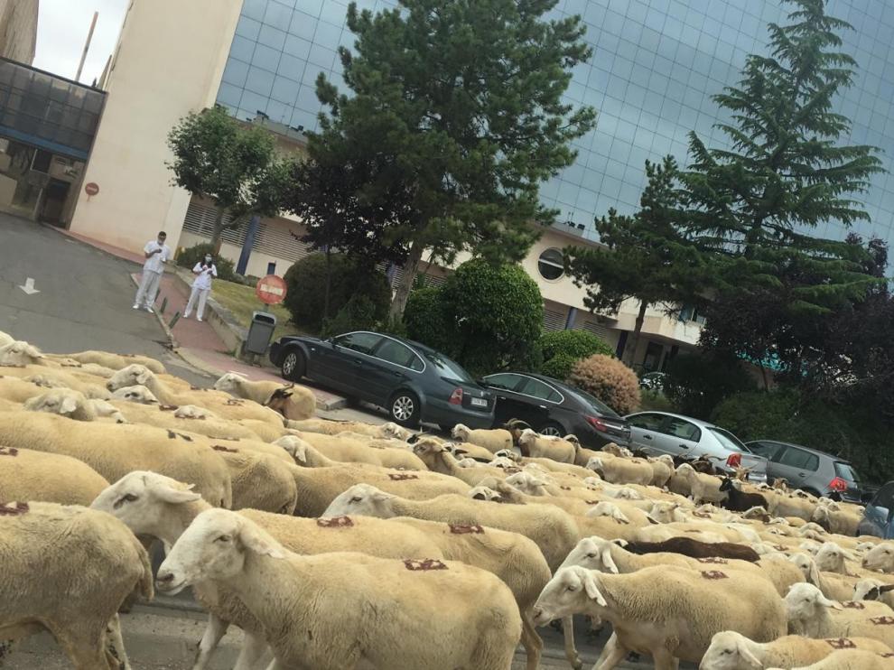 Un "mar" de ovejas inunda Huesca y surca sus calles en su paso hacia La Sotonera