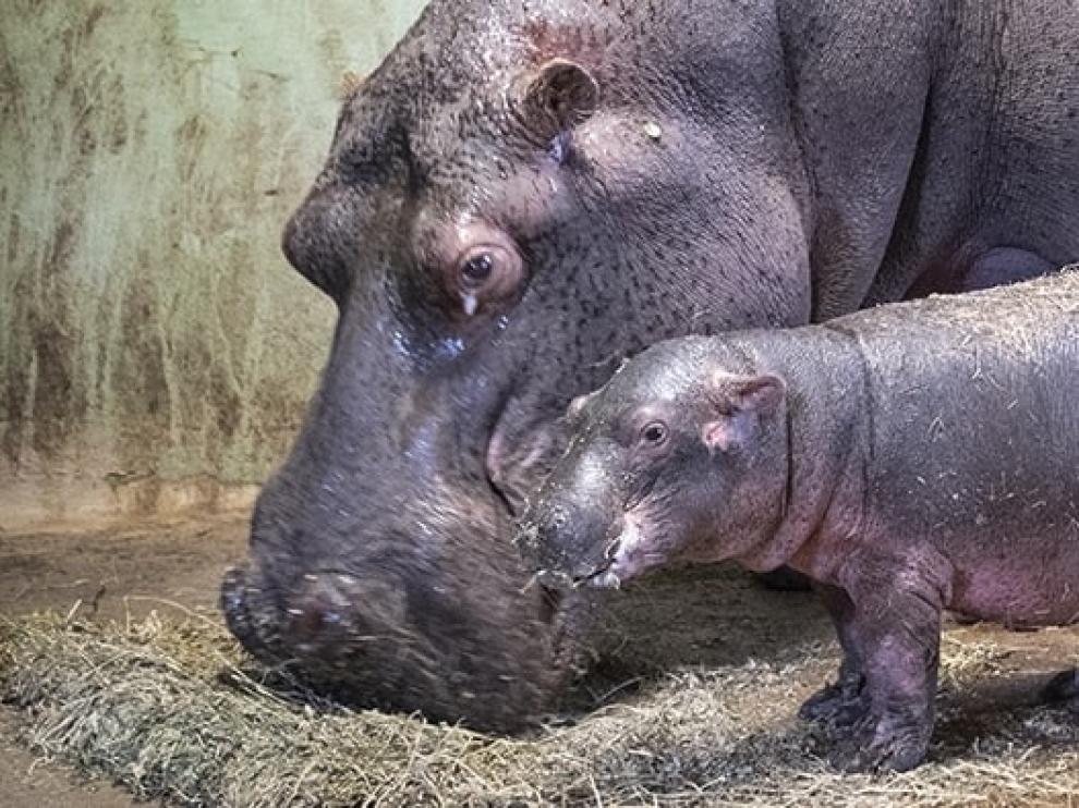 El hipopótamo nacido durante la cuarentena en el Bioparc de Valencia es macho