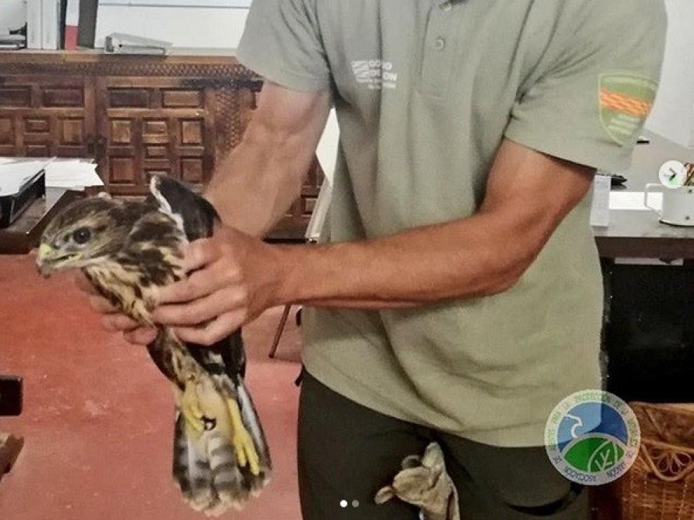 Agentes de Protección de la Naturaleza rescatan un ejempla de ratonero en Belver de Cinca