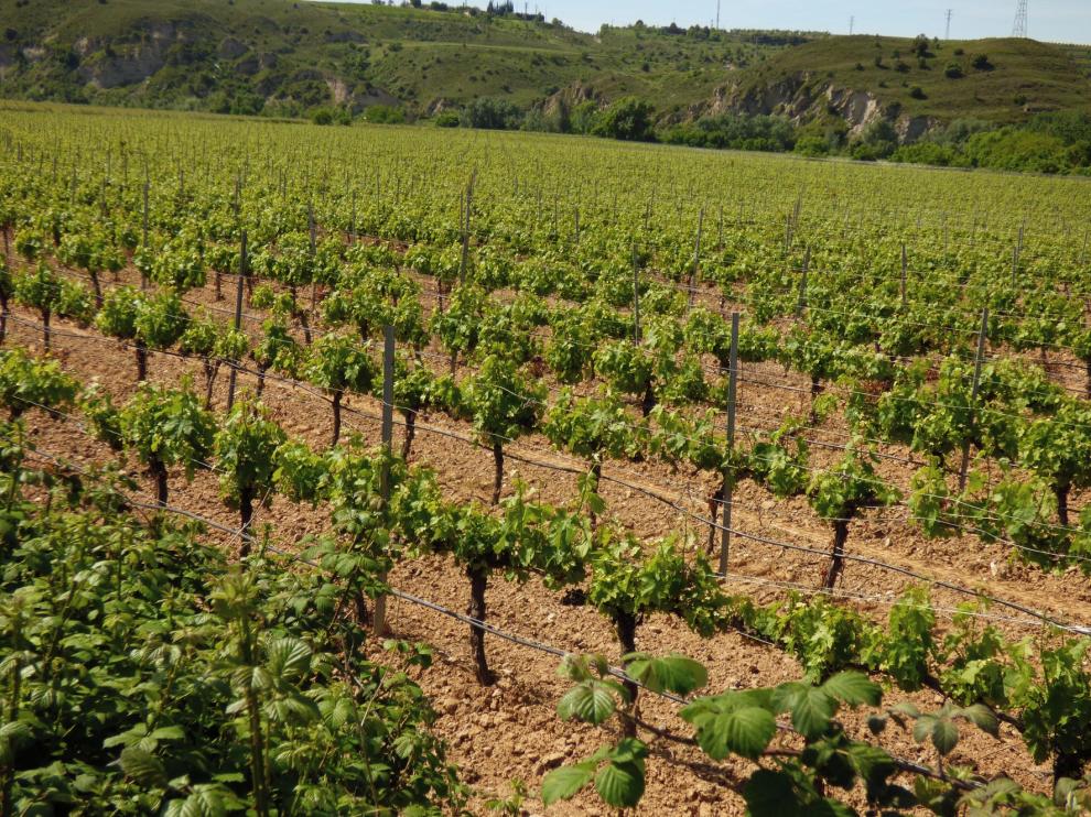 Joaquín Olona considera que la comercialización del vino es un reto para Aragón