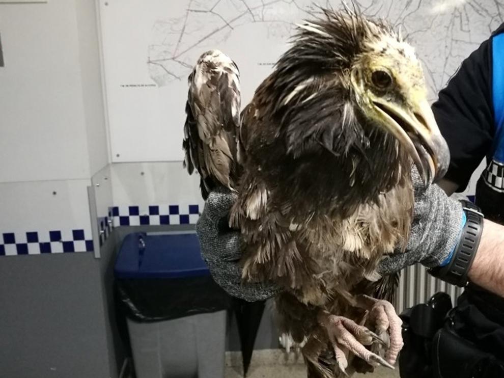 Aumenta la recogida de animales de especies protegidas en Monzón