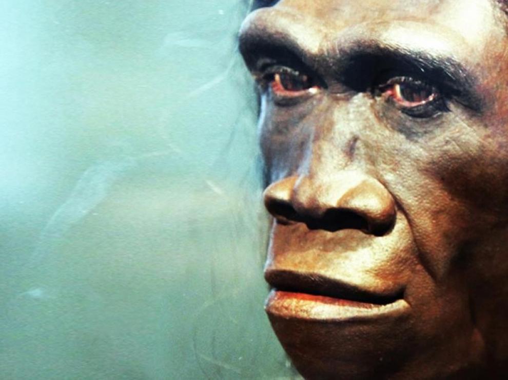 El Homo erectus era achaparrado, no esbelto