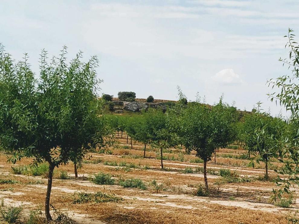 Estiman un descenso leve en la cosecha de almendra