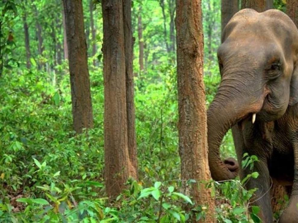 Más de doce millones de cepos amenazan la fauna salvaje del Sudeste Asiático
