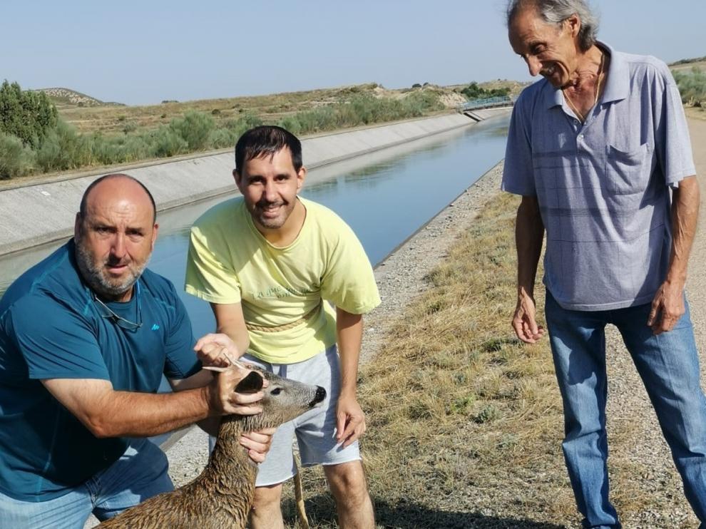 Dos vecinos de Pallaruelo de Monegros y La Cartuja suman sus fuerzas y corazones para salvar a un corzo